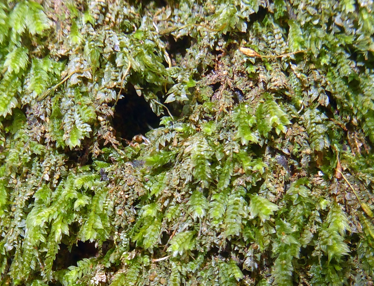 Представитель Отряда Tetraphidae